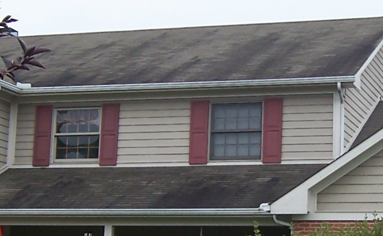 Moldy Roof Cleaning