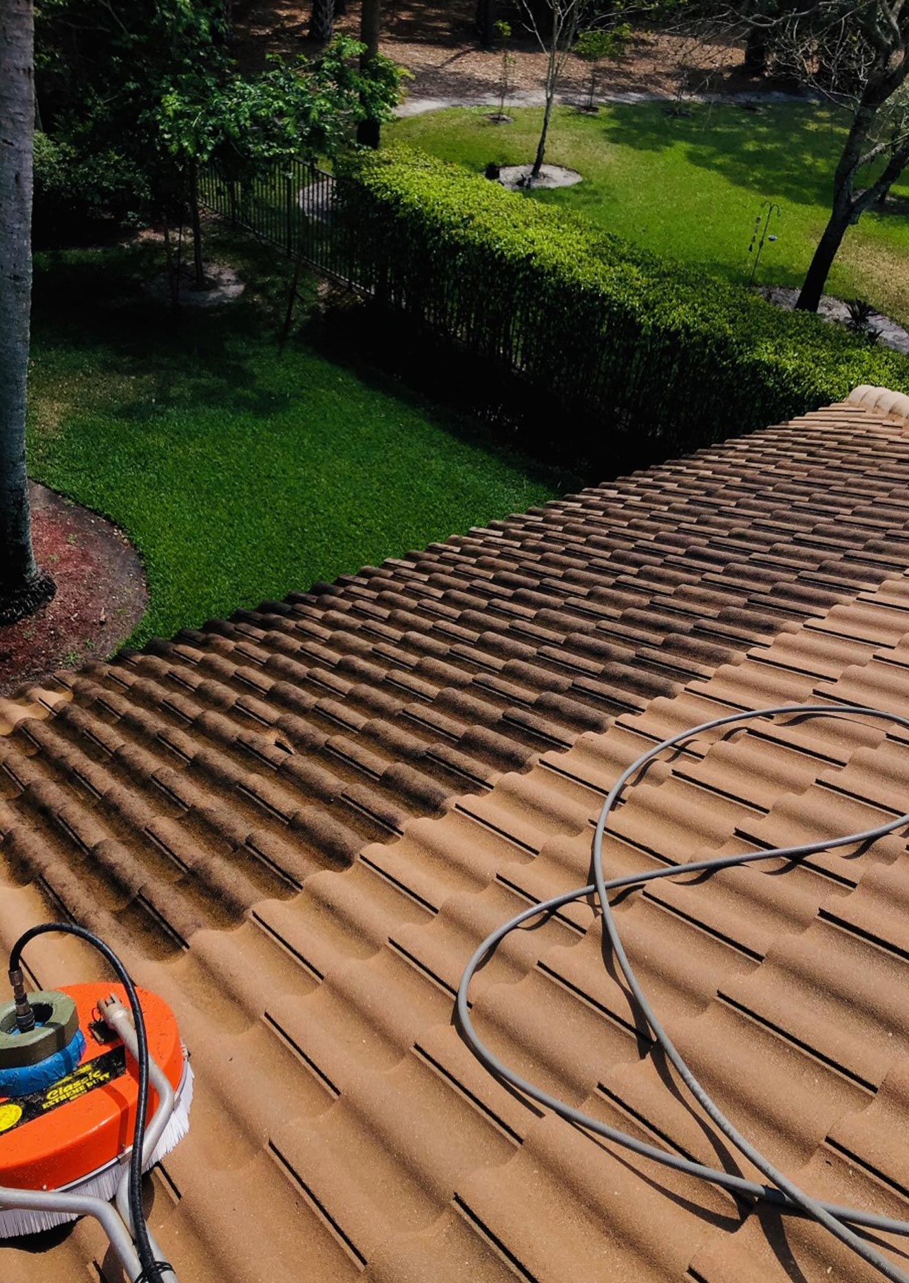 Roof Mold Removal